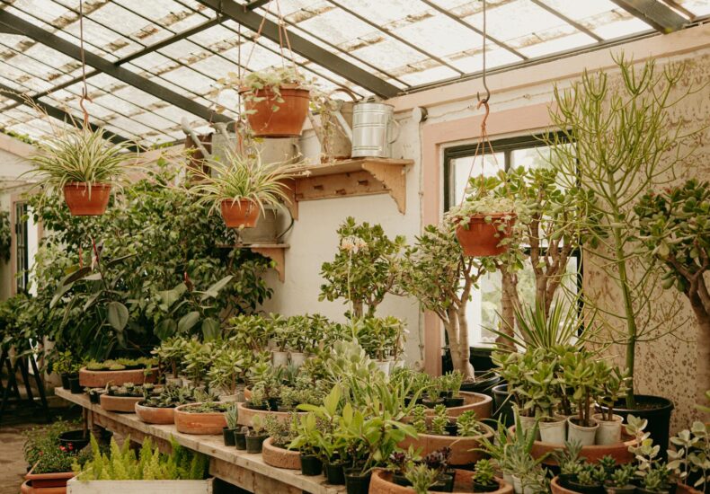 A vibrant indoor greenhouse featuring various potted plants and hanging pots under diffused sunlight.