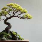 The Art of Bonsai: Cultivating Miniature Trees