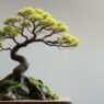 The Art of Bonsai: Cultivating Miniature Trees