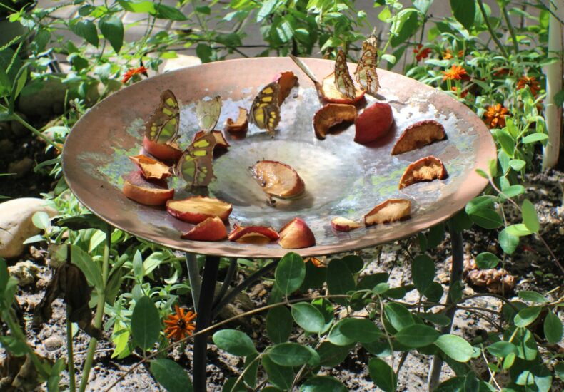 butterfly garden