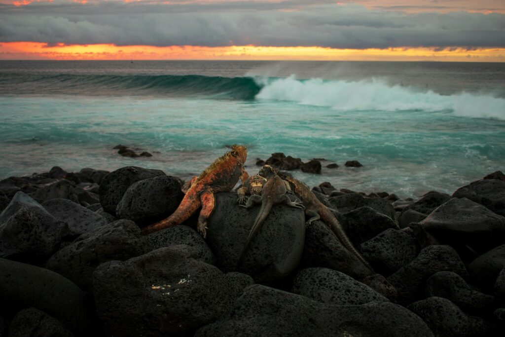 Photo by James Gildart Mindfull Galapagos Islands