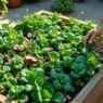 Growing a Complete Salad Garden in 4 Square Feet