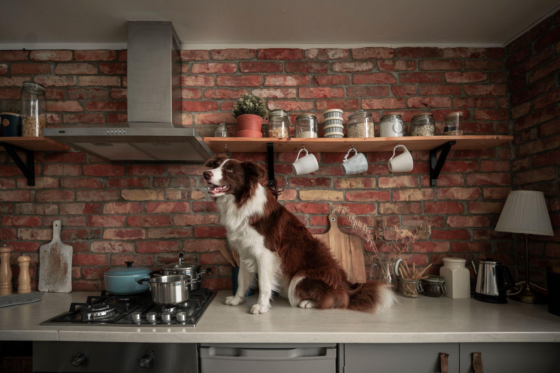 pet-friendly design